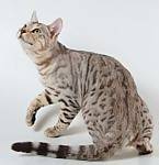 Bengal Cats, Bengal Kittens, and Bengal cat breeders at CatsForYou.com